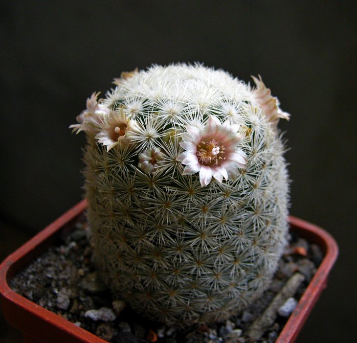 Mammillaria   lasiacantha