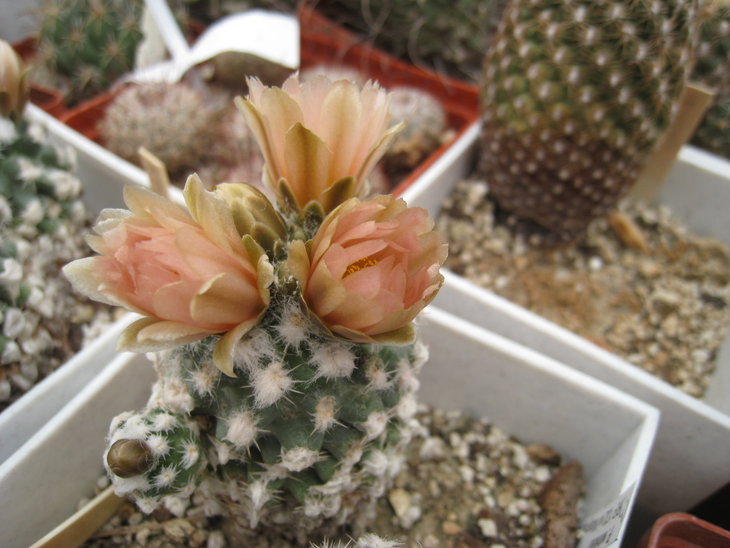 Pediocactus winkleri RP132