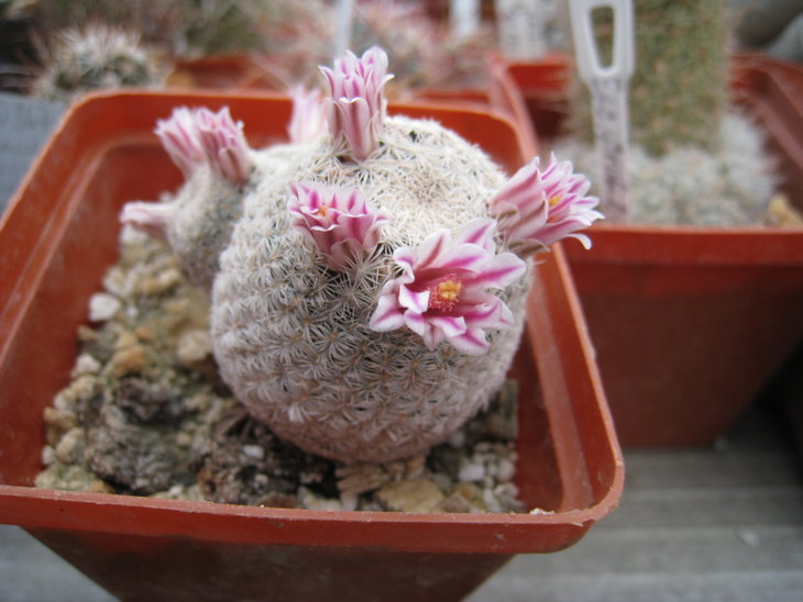 Mammillaria hermosana