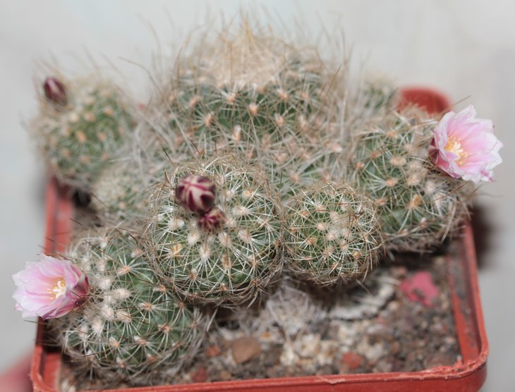 Gymnocactus knuthianus
