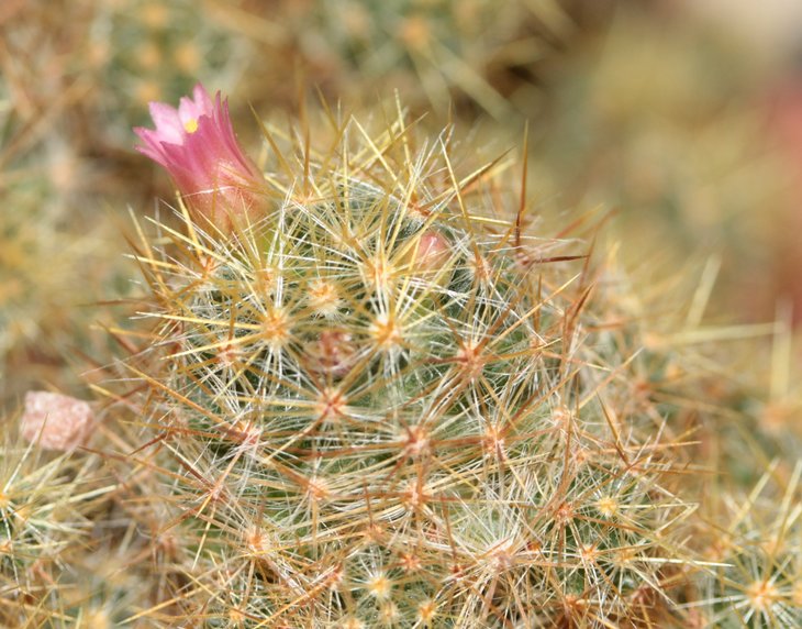 Mammillaria prolifera red