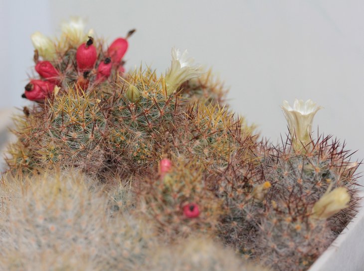 Mammillaria prolifera