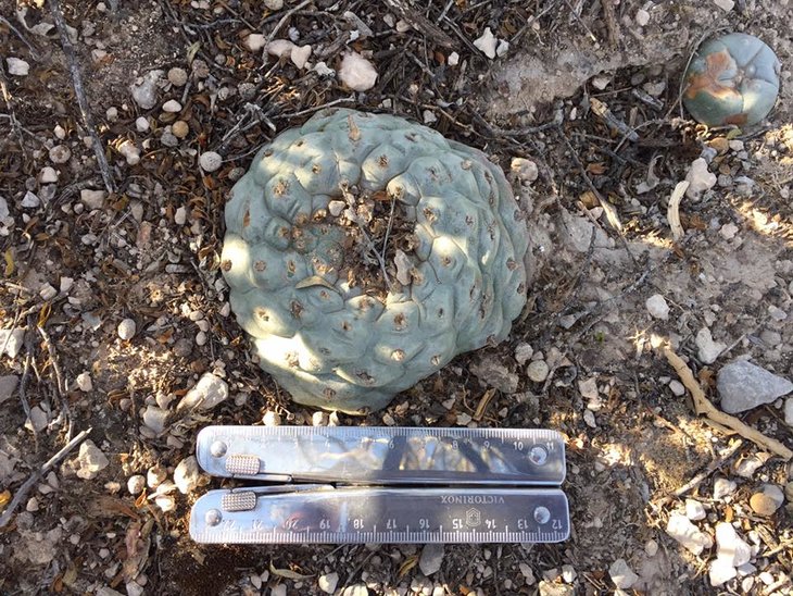 Lophophora williamsii, Estacion Marte, Coahuila (photo by Diego Medina)