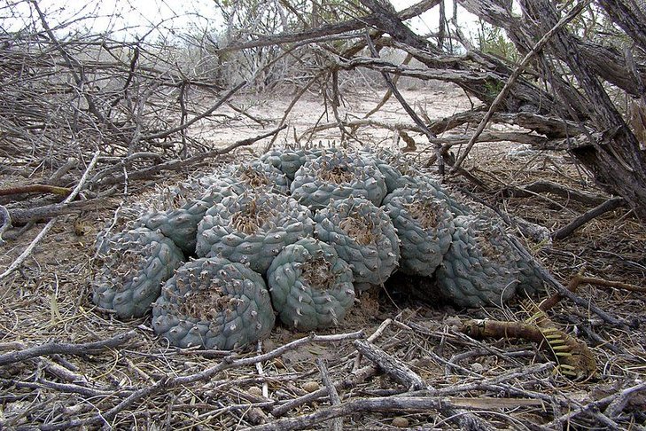 Lophophora williamsii El Oso, Coahuila (photo by Grzegorz Matuszewski)