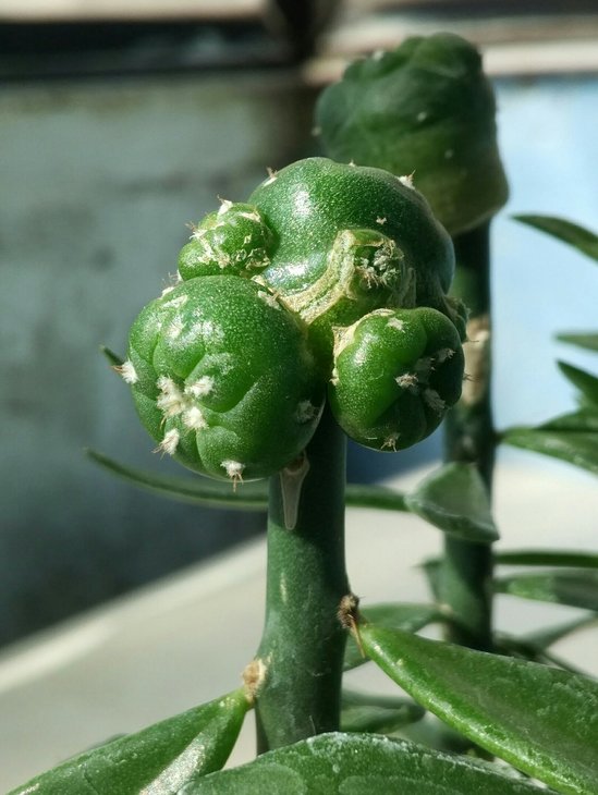 Lophophora diffusa Koehresii