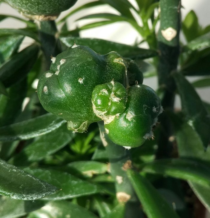 Lophophora diffusa Koehresii
