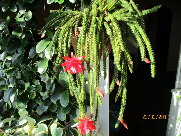 IMG_1125.JPG