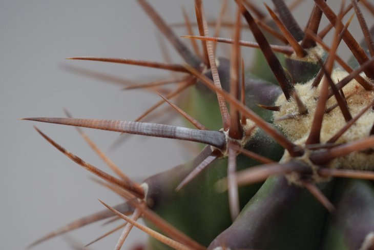 echinocactus platyacanthus