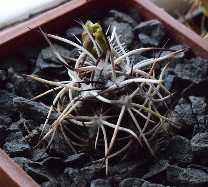 echinocereus viridiflorus v. davisii sb 426