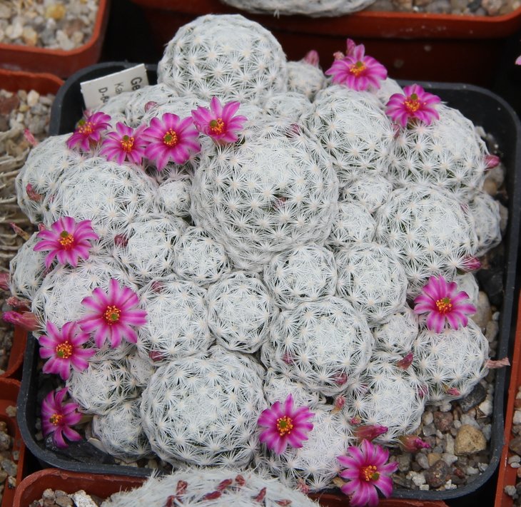 Mammillaria humboldtii