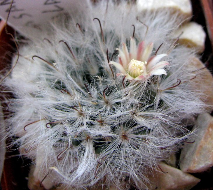 mammillaria bocasana v multilanata
