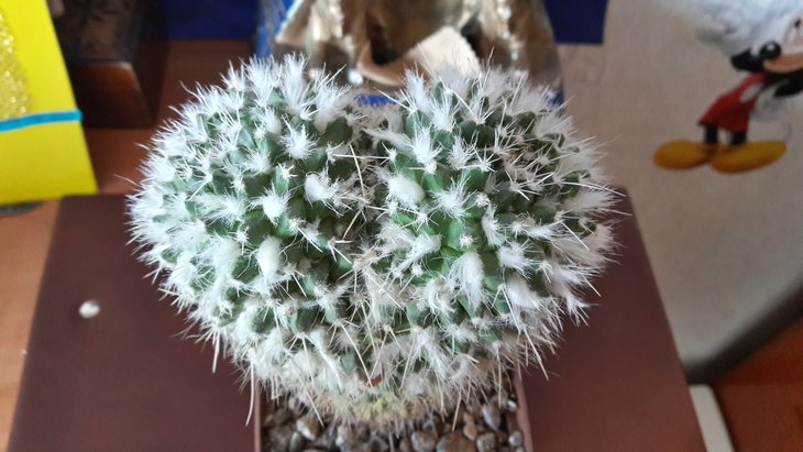 Mammillaria parkinsonii