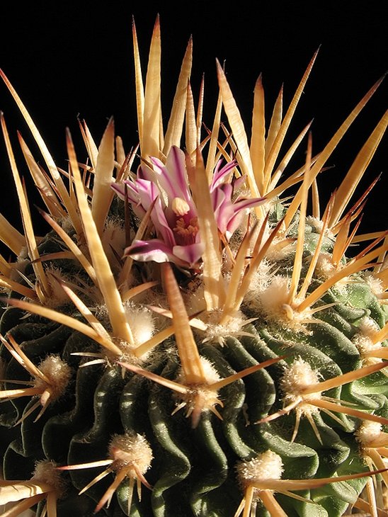 Echinofossulocactus acroacanthus