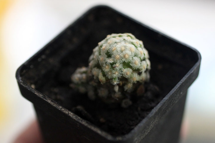 Сеянец Mammillaria theresae