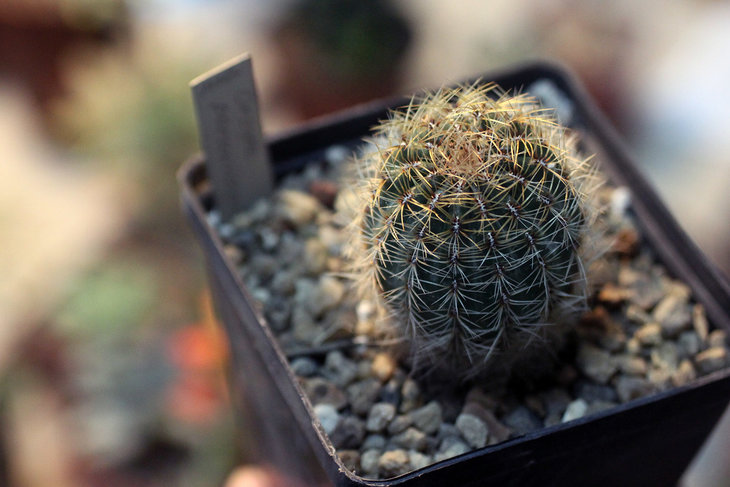 Oroya peruviana MG
