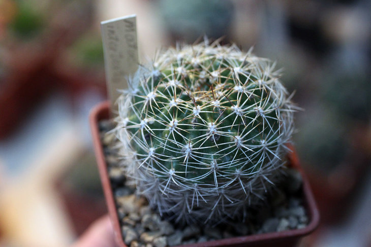 Matucana intertexta