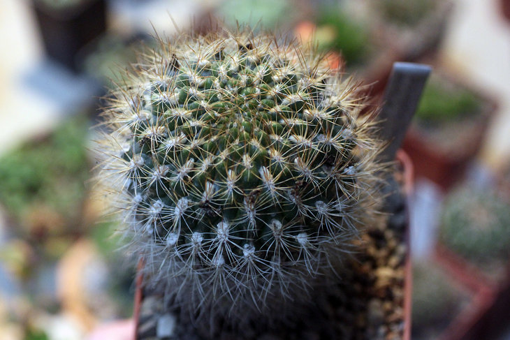 Weingartia neocumingii