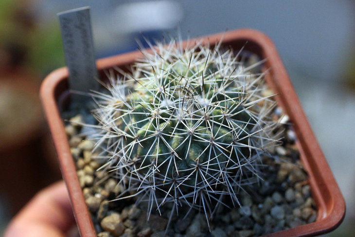 Gymnocactus horripilus