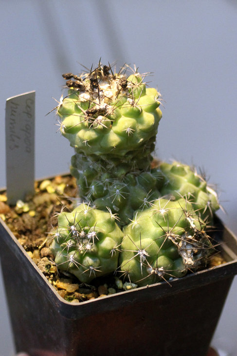 Copiapoa humilis