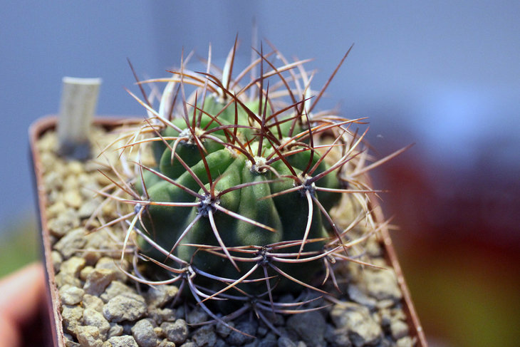 Denmoza rhodacantha