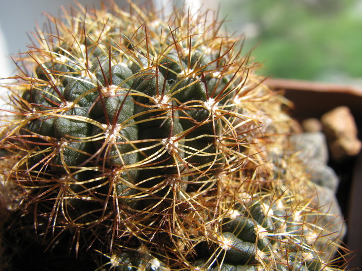 Lobivia arachnacantha v. densiseta