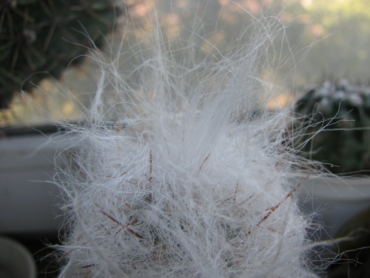 Oreocereus trollii