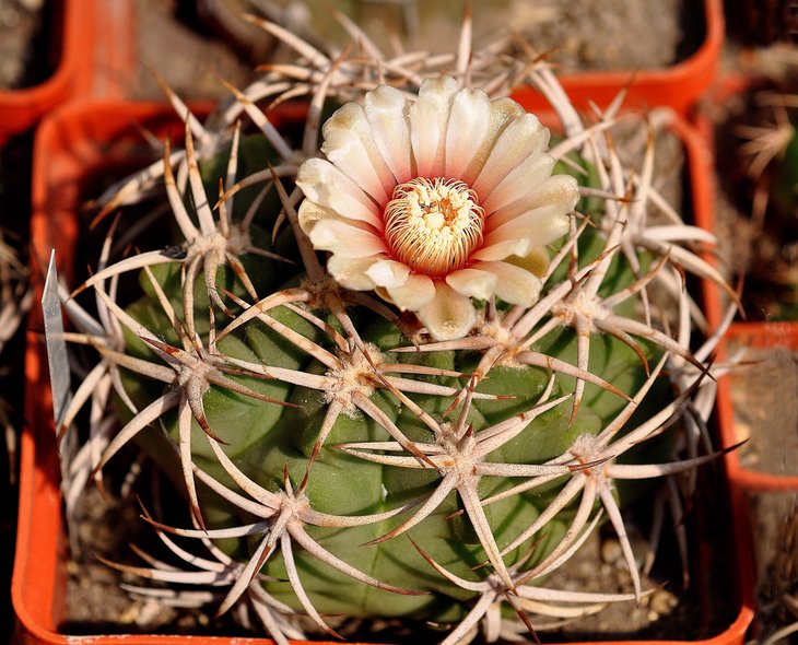 Gymnocalycium mostii ssp. ferocior STO 94-866