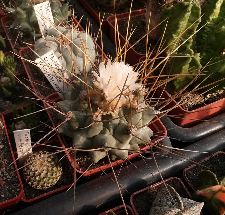 Thelocactus lophotele var. longispinum.