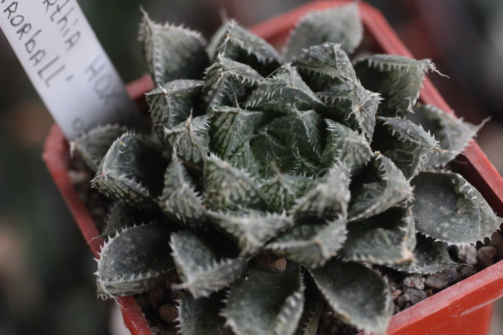 Haworthia cv. Mirror Ball