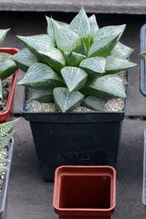 Haworthia comptoniana. Горшок 5х5 - для масштаба