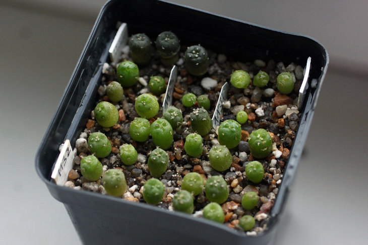 Посев Lophophora fricii
