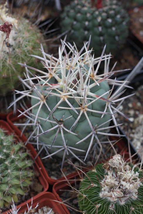 Сoryphantha poselgeriana v. valida