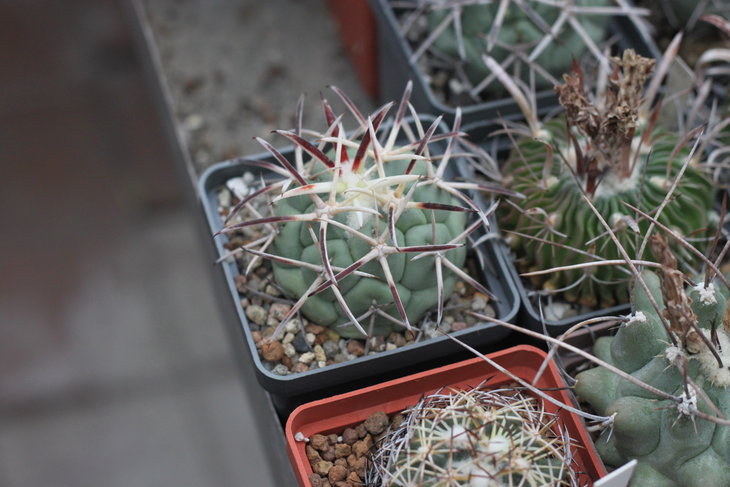Сoryphantha poselgeriana v. valida