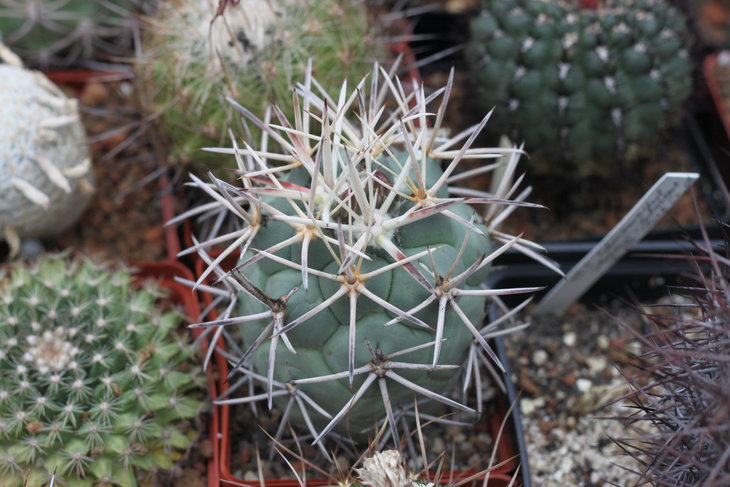 Сoryphantha poselgeriana v. valida