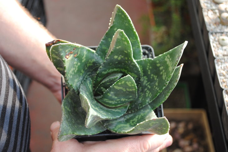 Gasteria excelsa