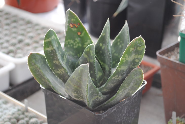 Gasteria excelsa