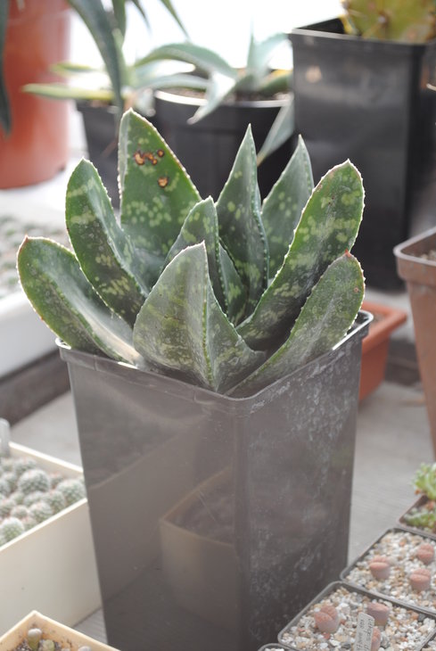 Gasteria excelsa