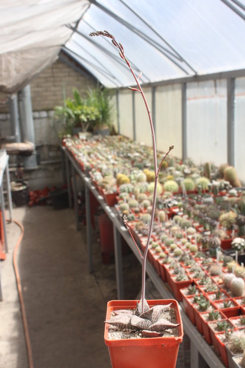 Gasteria ellaphieae