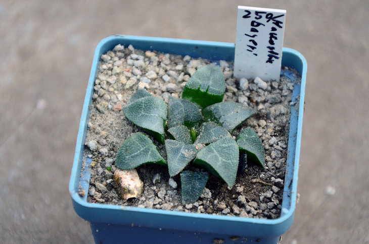 Haworthia bayeri