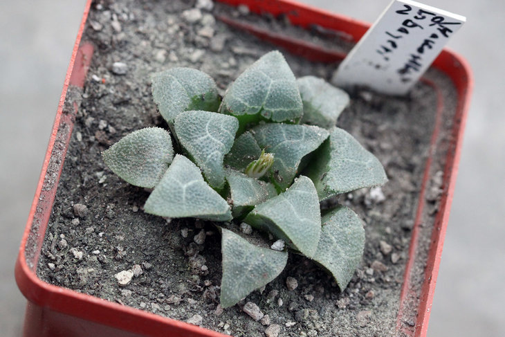 Haworthia bayeri