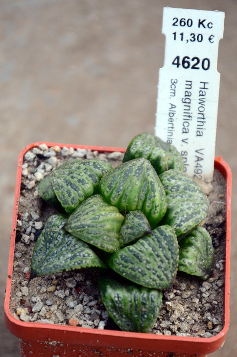 Haworthia magnifica v. splendens VA-4928