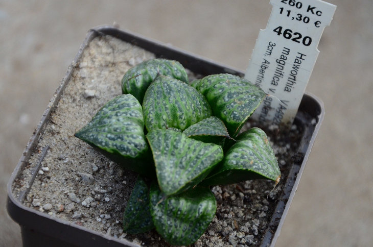 Haworthia magnifica v. splendens VA-4928