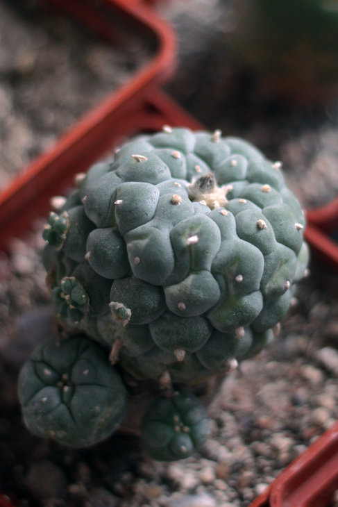 Lophophora fricii