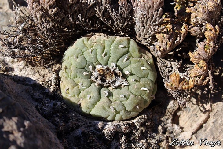 Lophophora fricii f. albiflora, фото Zoltán Varga