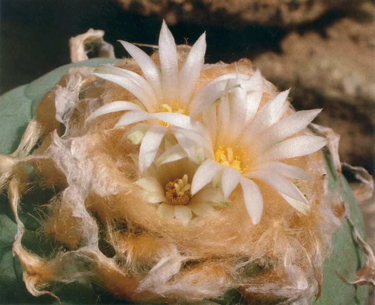 Lophophora fricii f. albiflora, фото Bohata/Snicer/Mysak