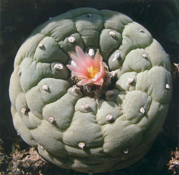 Lophophora fricii, фото Bohata/Snicer/Mysak