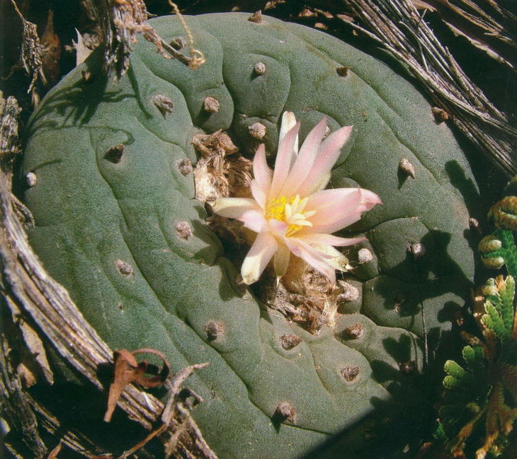Lophophora fricii, фото Bohata/Snicer/Mysak