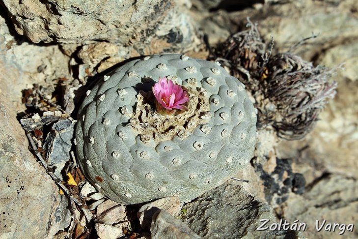 Lophophora fricii La Pe, фото Zoltan Varga