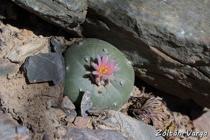 Lophophora fricii La Pe, фото Zoltan Varga