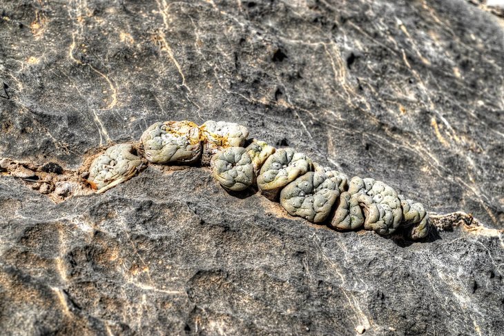Lophophora fricii, La Pe, фото Javier Castanon